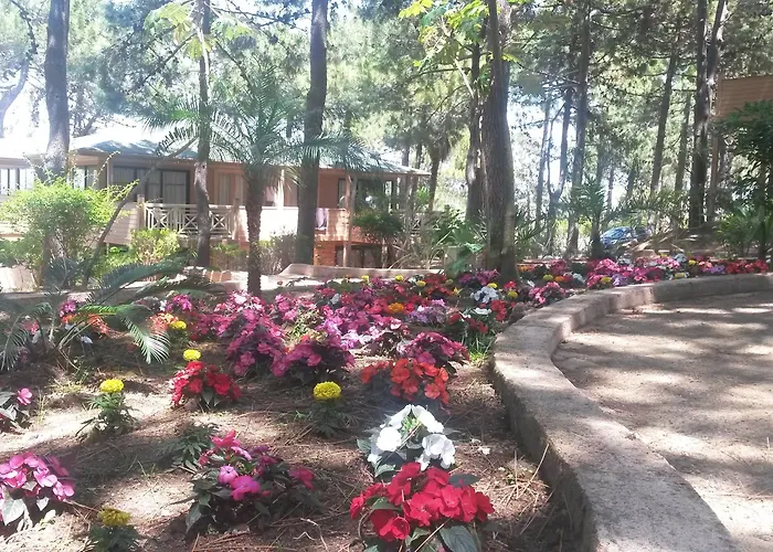 Les Pins Calvi (Corsica)